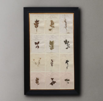 A collection of pressed flowers and grasses
