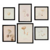 A set of six mushroom watercolours