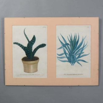 A set of 18th century engravings of exotic plants