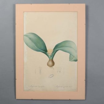 A collection of 18th century engravings of exotic plants