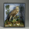 Taxidermy buzzard