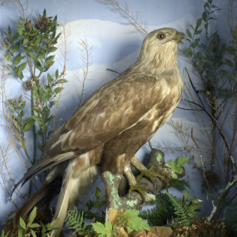 Early 20th century taxidermy buzzard