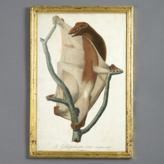 Four late 18th century hand-coloured monkey engravings 3 Four late 18th century hand-coloured monkey engravings