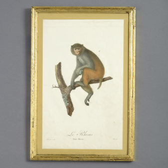 Four late 18th century hand-coloured monkey engravings