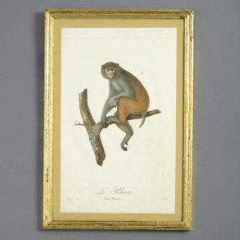 Four late 18th century hand-coloured monkey engravings 4 Four late 18th century hand-coloured monkey engravings