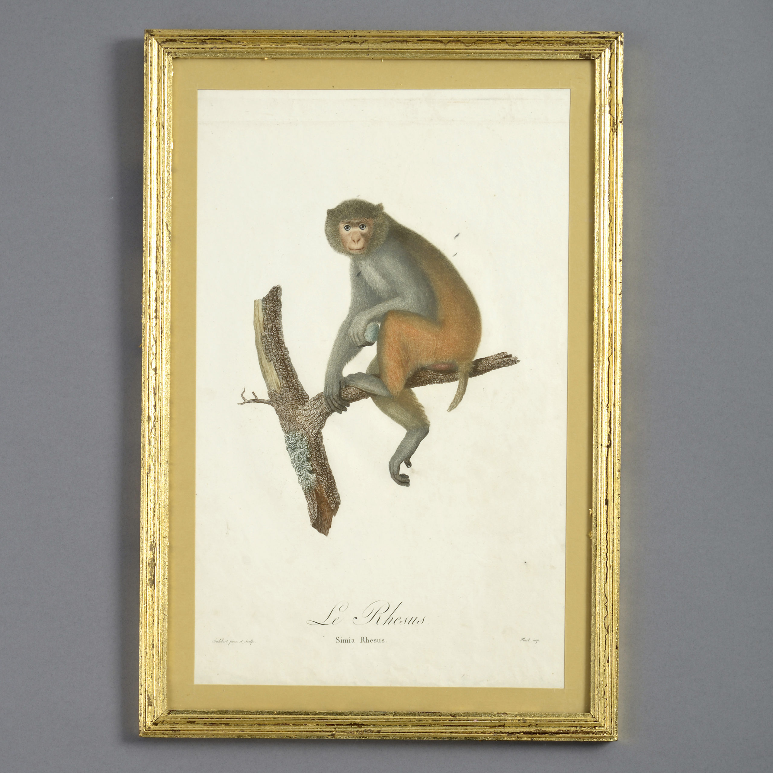 3786-321 Four late 18th century hand-coloured monkey engravings