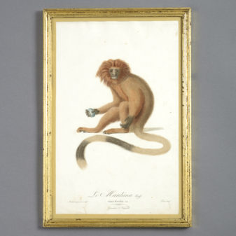 Four late 18th century hand-coloured monkey engravings 5 Four late 18th century hand-coloured monkey engravings