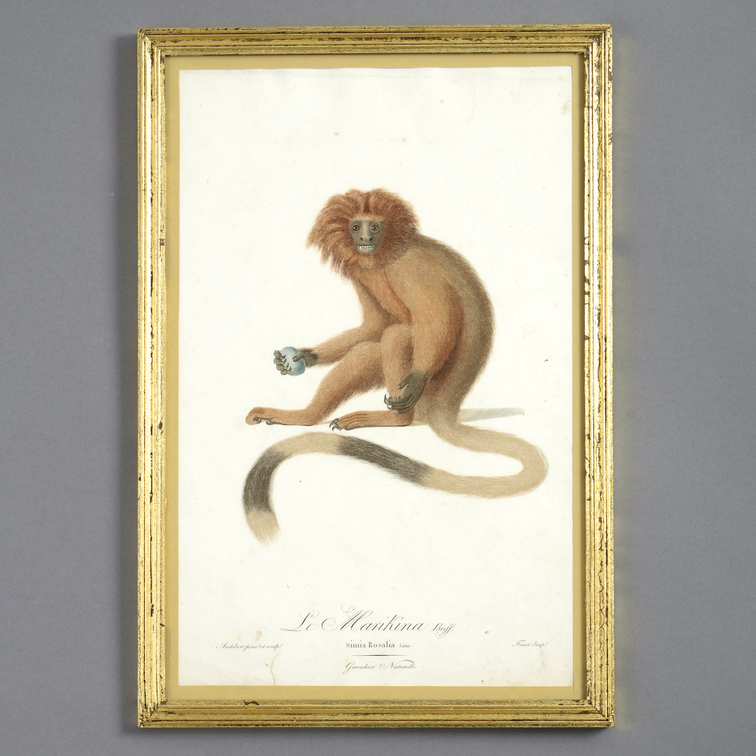 3786-322 Four late 18th century hand-coloured monkey engravings