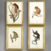 Four monkey prints