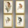 Four late 18th century hand-coloured monkey engravings 2 Four monkey prints