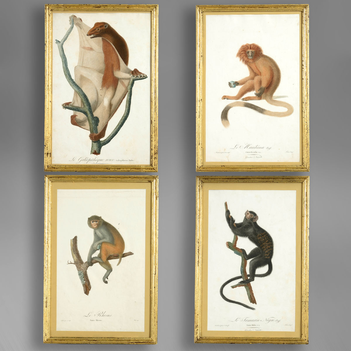 Monkeysgroup Four monkey prints
