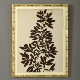 Nine 19th century hand-pressed seaweeds