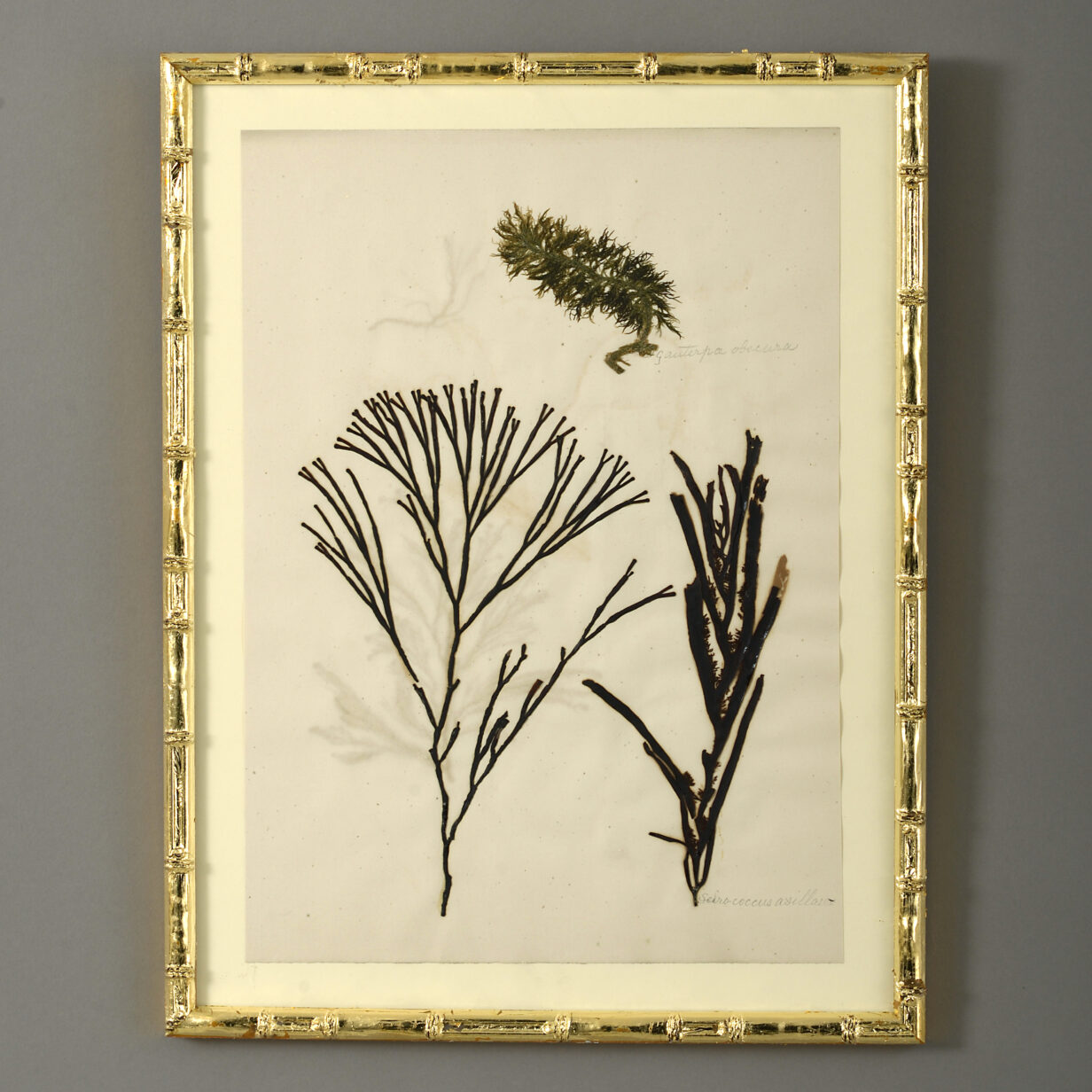 Nine 19th Century Hand-Pressed Seaweeds