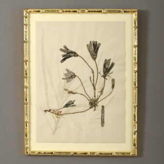 Nine 19th century hand-pressed seaweeds
