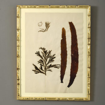 Nine 19th century hand-pressed seaweeds