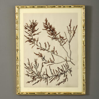 Nine 19th Century Hand-Pressed Seaweeds