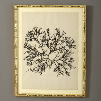 Nine 19th century hand-pressed seaweeds