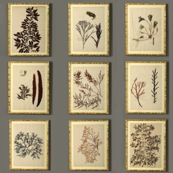 Nine 19th Century Hand-Pressed Seaweeds
