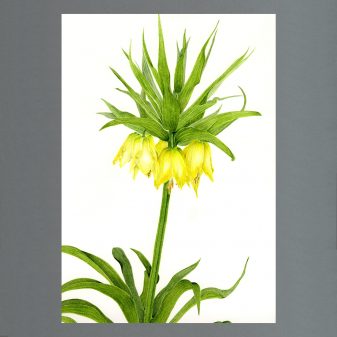 Fiona Kane - Fritillaria Imperialis 'Lutea'