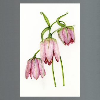 Fiona Kane - Fritillaria