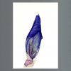 Fiona kane iris bud