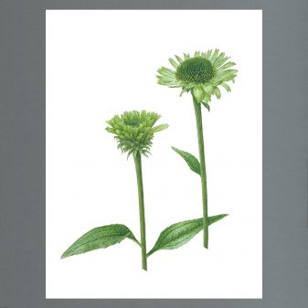 Jarnie Godwin-Echinacea 'Green Jewel'