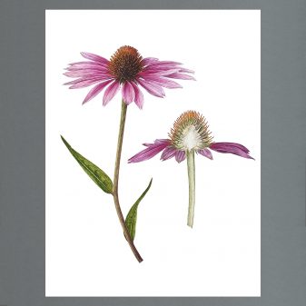 Jarnie Godwin Echinacea purpurea 'Magnus'