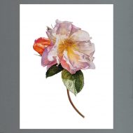 Floreat! The Flourishing Art of Botanical Illustration | Timothy ...