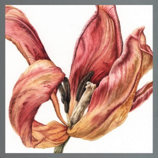 Julia Trickey Enduring Elegance Desiccated Tulip