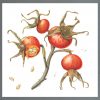 Julia-trickey-nature in waiting - rosa rugosa hips