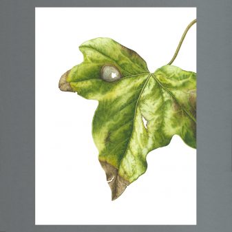 Julia-Trickey-Shape, pattern, structure - Ivy Leaf