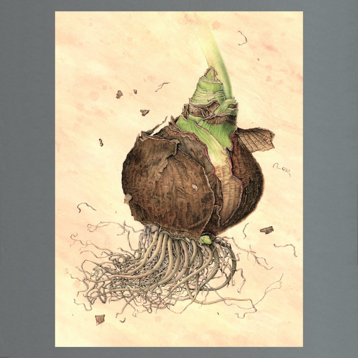 Julia Trickey Vintage Amaryllis Bulb Timothy Langston