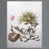 Slocock seaweed
