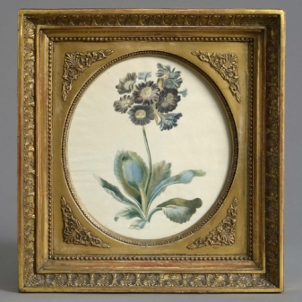 Antique floral watercolour - primula auricula