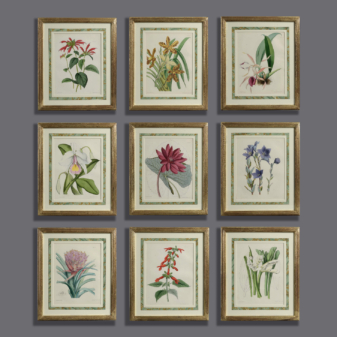 Nine Botanical Prints